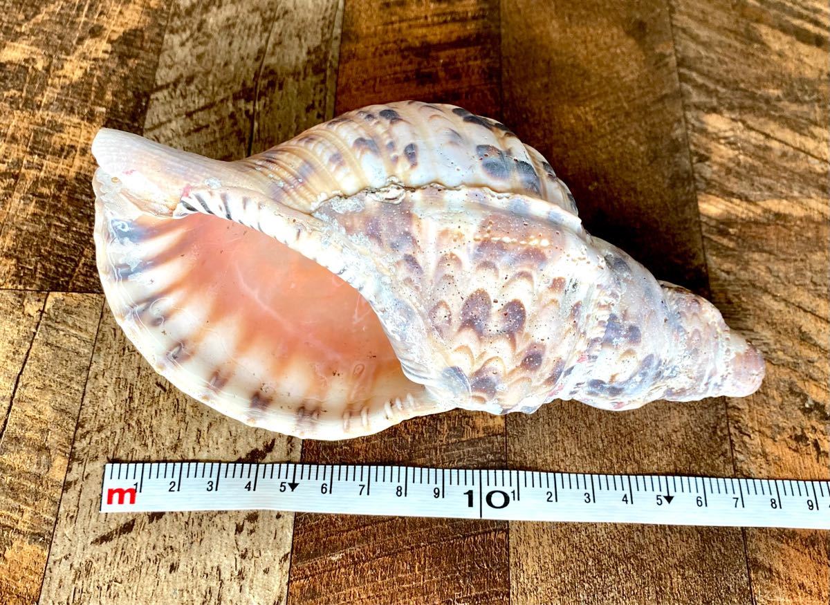 【値引き中価格】ビオトープ ホラガイ 法螺貝 ④ 全長約19cm 沖縄 熱帯魚 水槽 置物 オブジェ アクアリウム