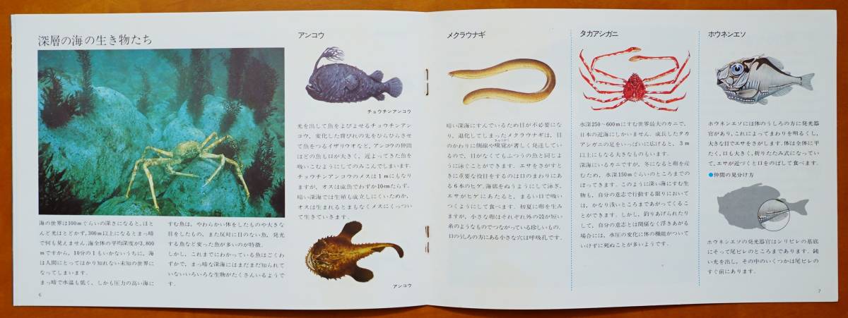 沖縄国際海洋博覧会 海洋生物園 パンフ1冊 1975年　魚のクラスター 海からめんそーれー 海の生物 イルカ 検:沖縄海洋博 沖縄返還本土復帰_画像5