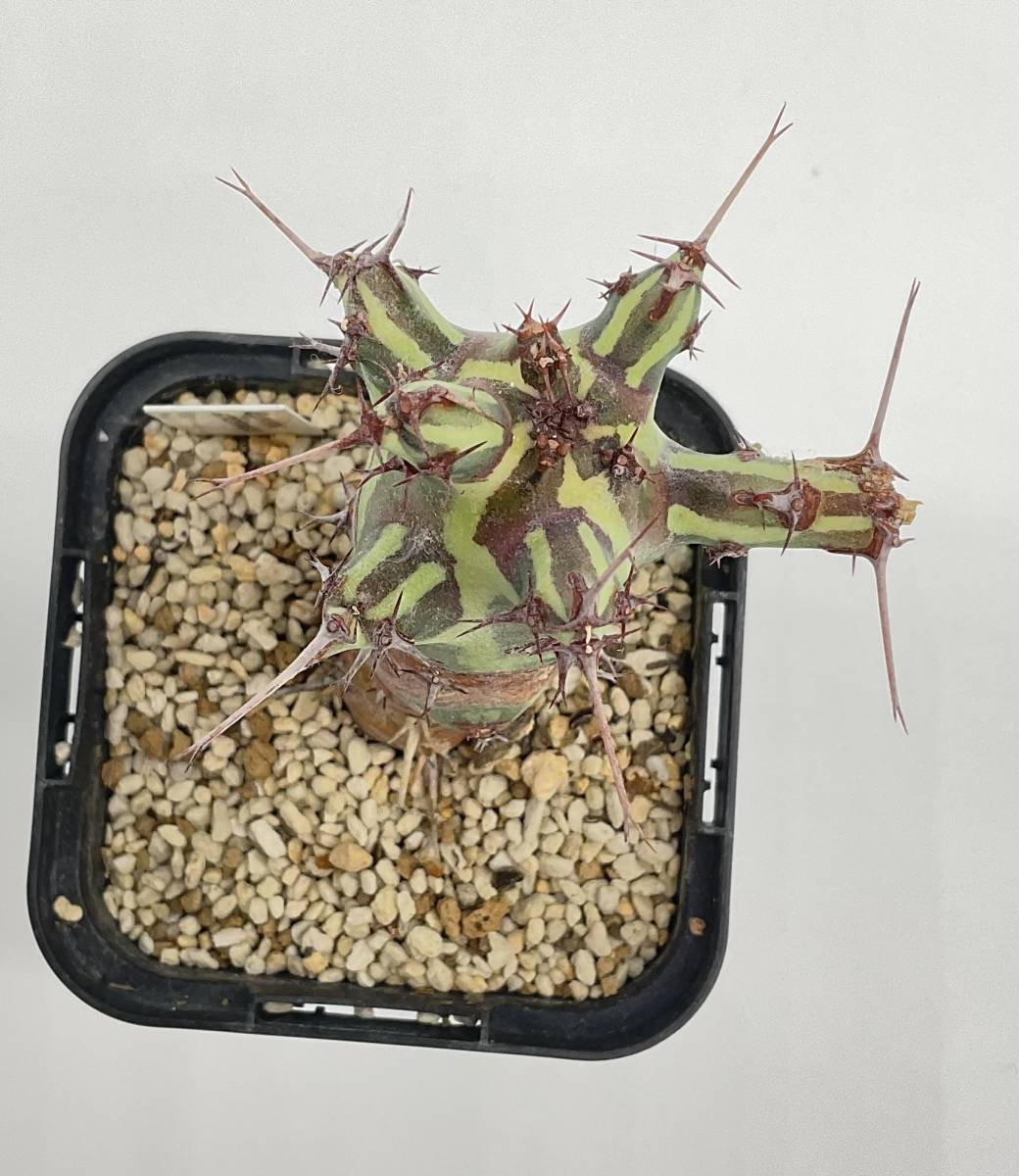 ユーフォルビア シザカンサ Euphorbia schizacantha 実生 www.greenhub