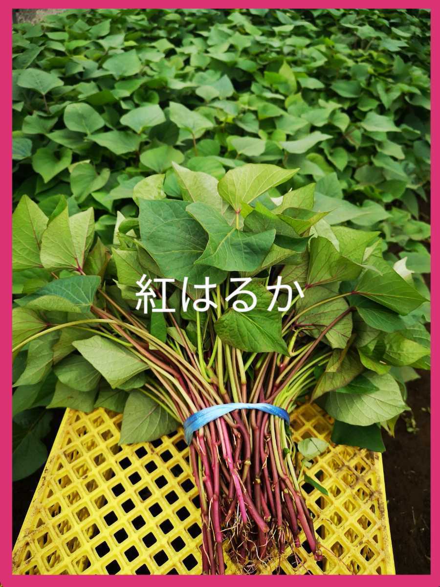 欲しいの ムーコ農園様20本5月下旬6月上旬紅はるか®苗さつまいも苗