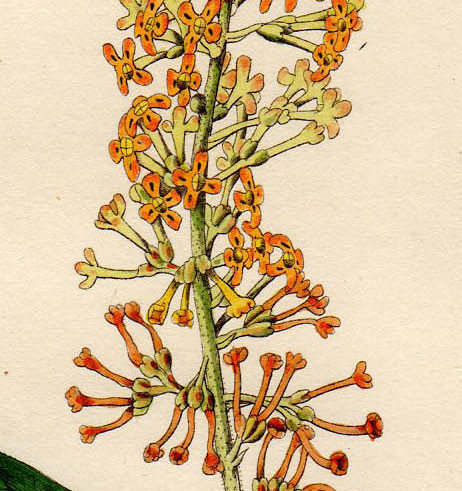 1828年 手彩色 銅版画 Curtis Botanical Magazine No.2824 フジウツギ科 フジウツギ属 Buddlea madagascariensis_画像2