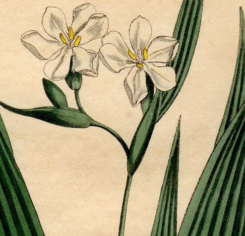 1803年 手彩色 銅版画 Curtis Botanical Magazine No.655 アヤメ科 エレウテリネ属 Marica plicata_画像2