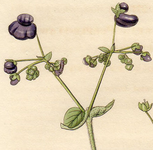 1827年 手彩色 銅版画 Curtis Botanical Magazine No.2775 キンチャクソウ科 キンチャクソウ属 Calceolaria purpurea_画像2