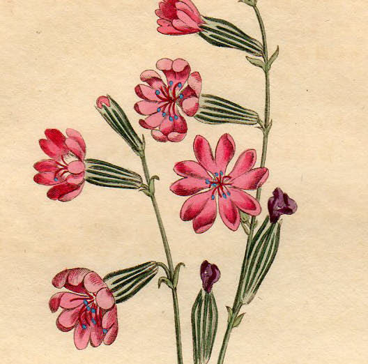 1803年 手彩色 銅版画 Curtis Botanical Magazine No.677 ナデシコ科 マンテマ属 Silene vespertina_画像2