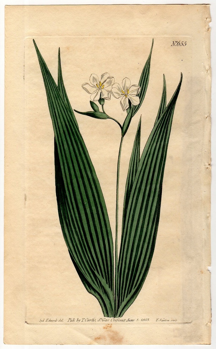 1803年 手彩色 銅版画 Curtis Botanical Magazine No.655 アヤメ科 エレウテリネ属 Marica plicata_画像1