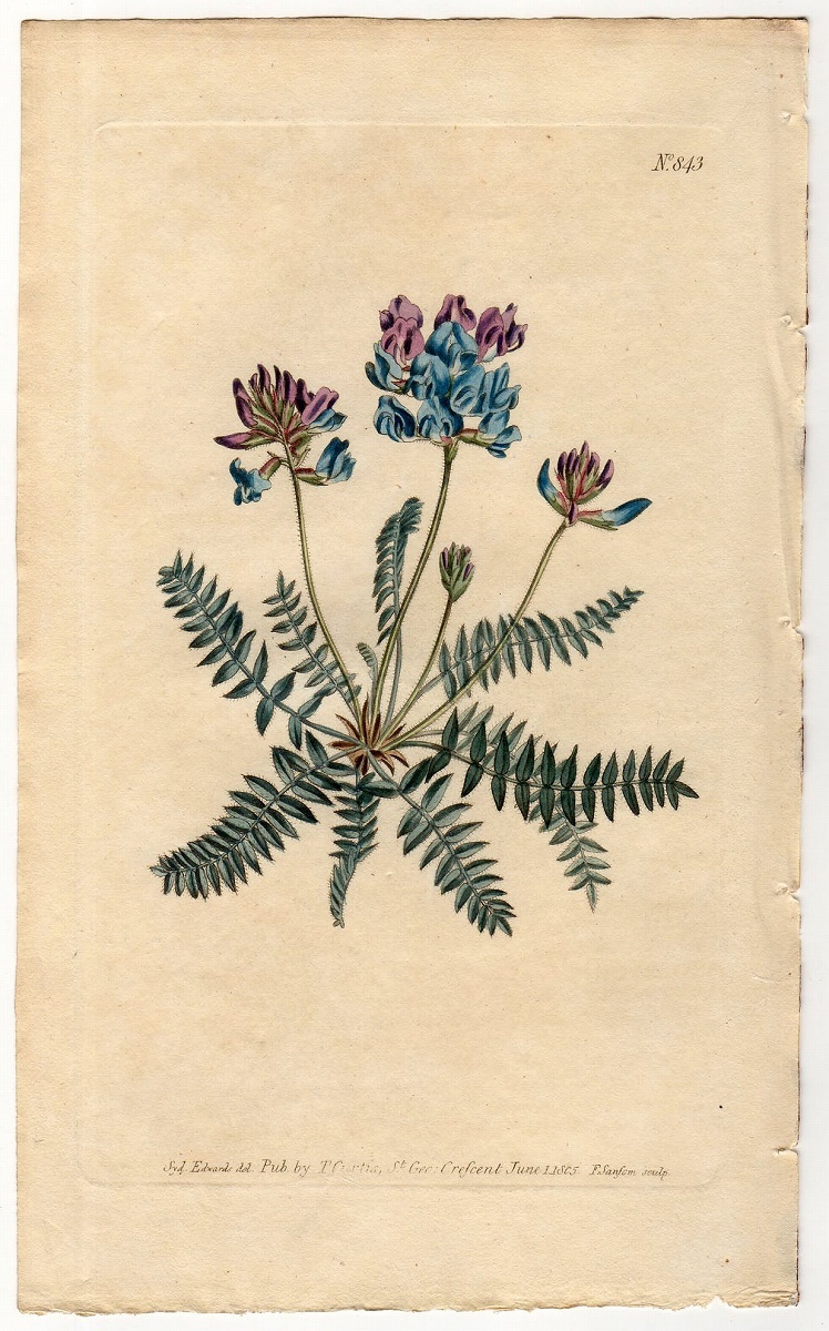 1805年 手彩色 銅版画 Curtis Botanical Magazine No.843 マメ科 オヤマノエンドウ属 Astragalus montanus_画像1