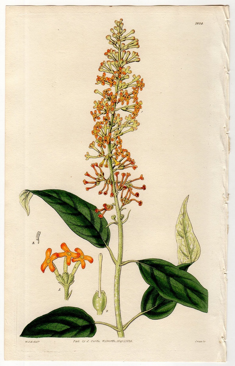 1828年 手彩色 銅版画 Curtis Botanical Magazine No.2824 フジウツギ科 フジウツギ属 Buddlea madagascariensis_画像1