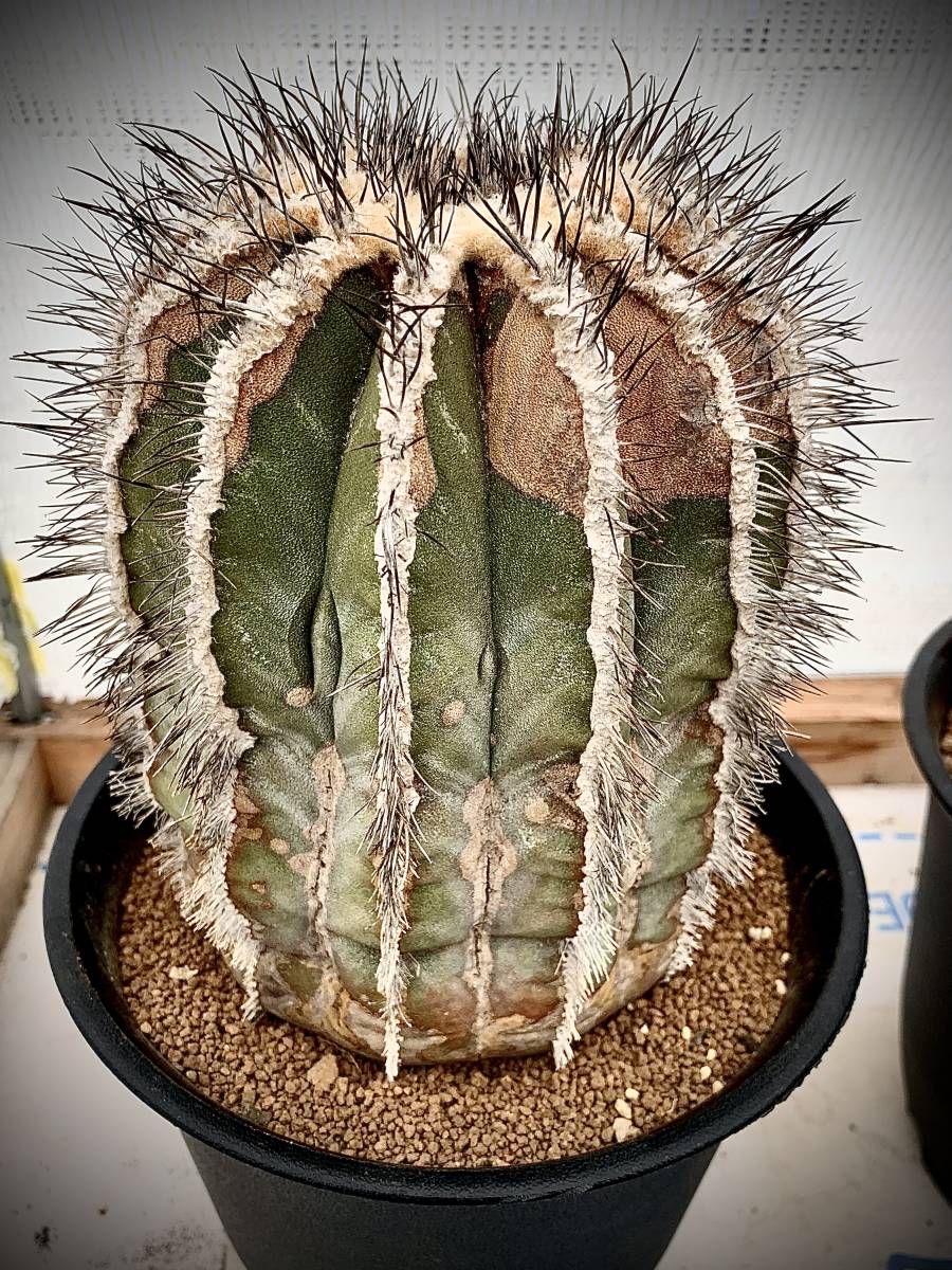 ◎ Uebelmannia pectinifera ◎ ユーベルマニア ペクチニフェラ ◎ Uebelmannia pectinifera ◎ ユーベルマニア ペクチニフェラ