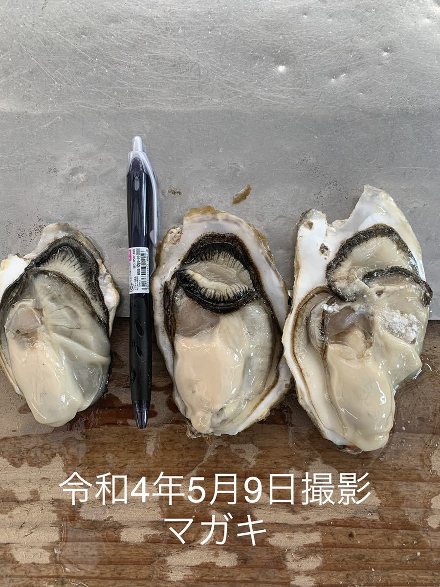 九十九島かき　9キロ（滅菌処理済み）真牡蠣　殻付き牡蠣（8〜11個/kg）　在庫処分_画像3
