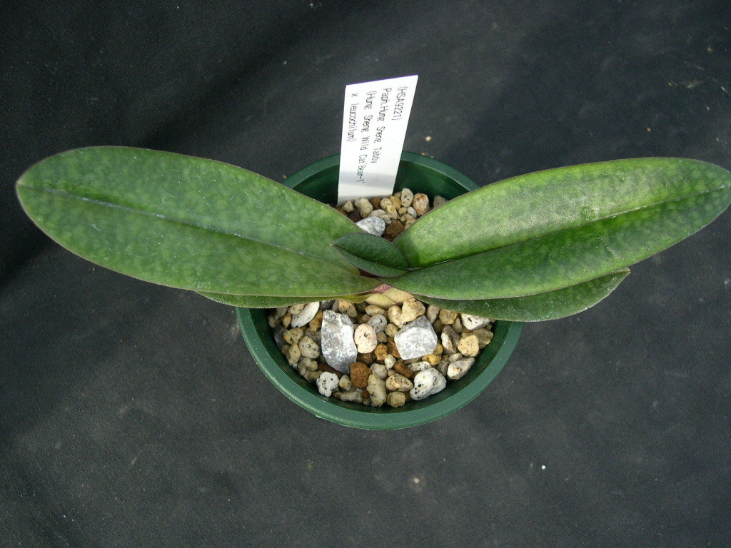 洋蘭パフィオPaph.Hung Sheng Tabby-2 当たり交配濃色良花期待 洋蘭パフィオPaph.Hung Sheng Tabby-2 当たり交配濃色良花期待
