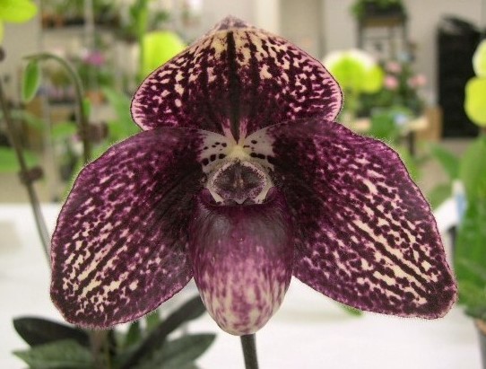 洋蘭パフィオPaph.Hung Sheng Tabby-2 当たり交配濃色良花期待 洋蘭パフィオPaph.Hung Sheng Tabby-2 当たり交配濃色良花期待