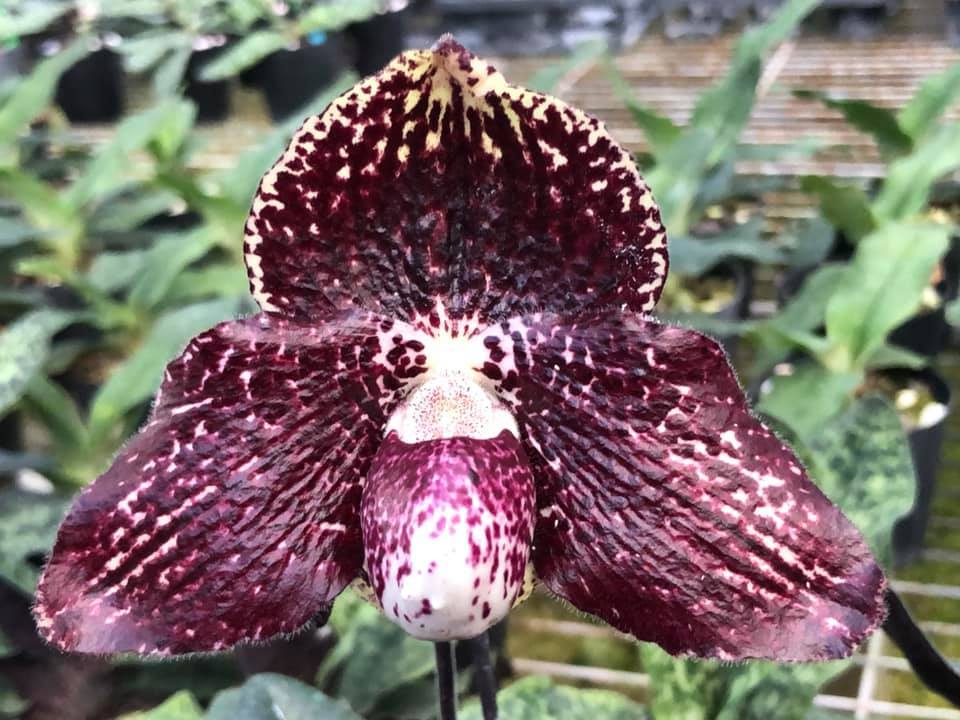 洋蘭パフィオPaph.Hung Sheng Tabby-2 当たり交配濃色良花期待 洋蘭パフィオPaph.Hung Sheng Tabby-2 当たり交配濃色良花期待