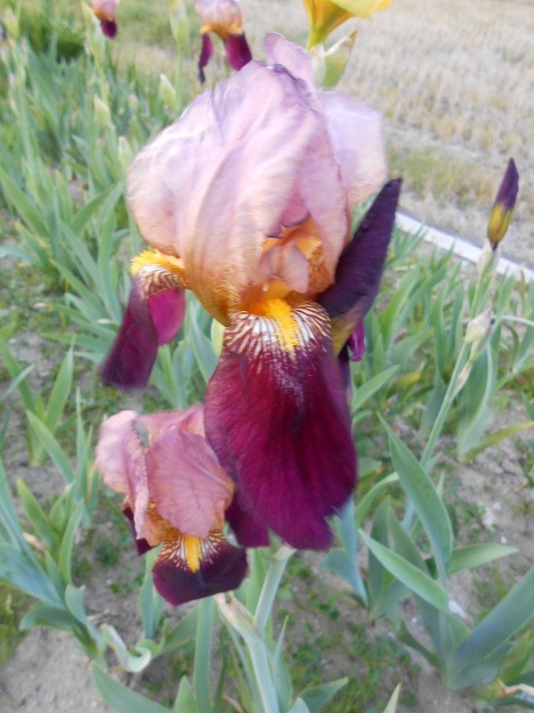* german Iris 5 корень АО *