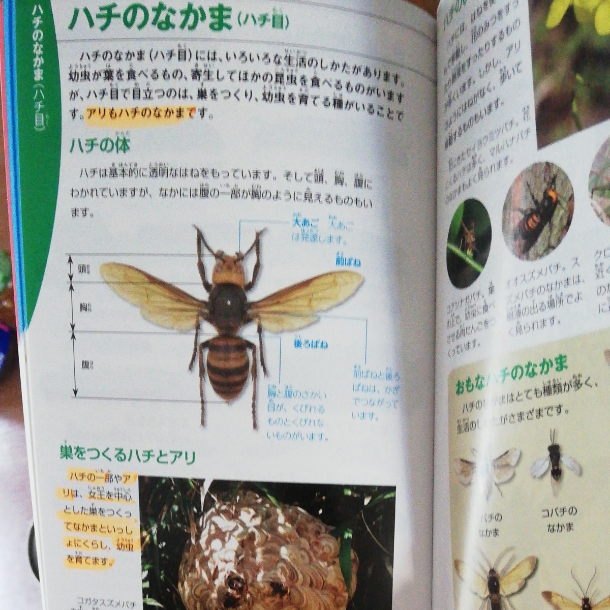 学研の図鑑LIVE POCKET 1 昆虫