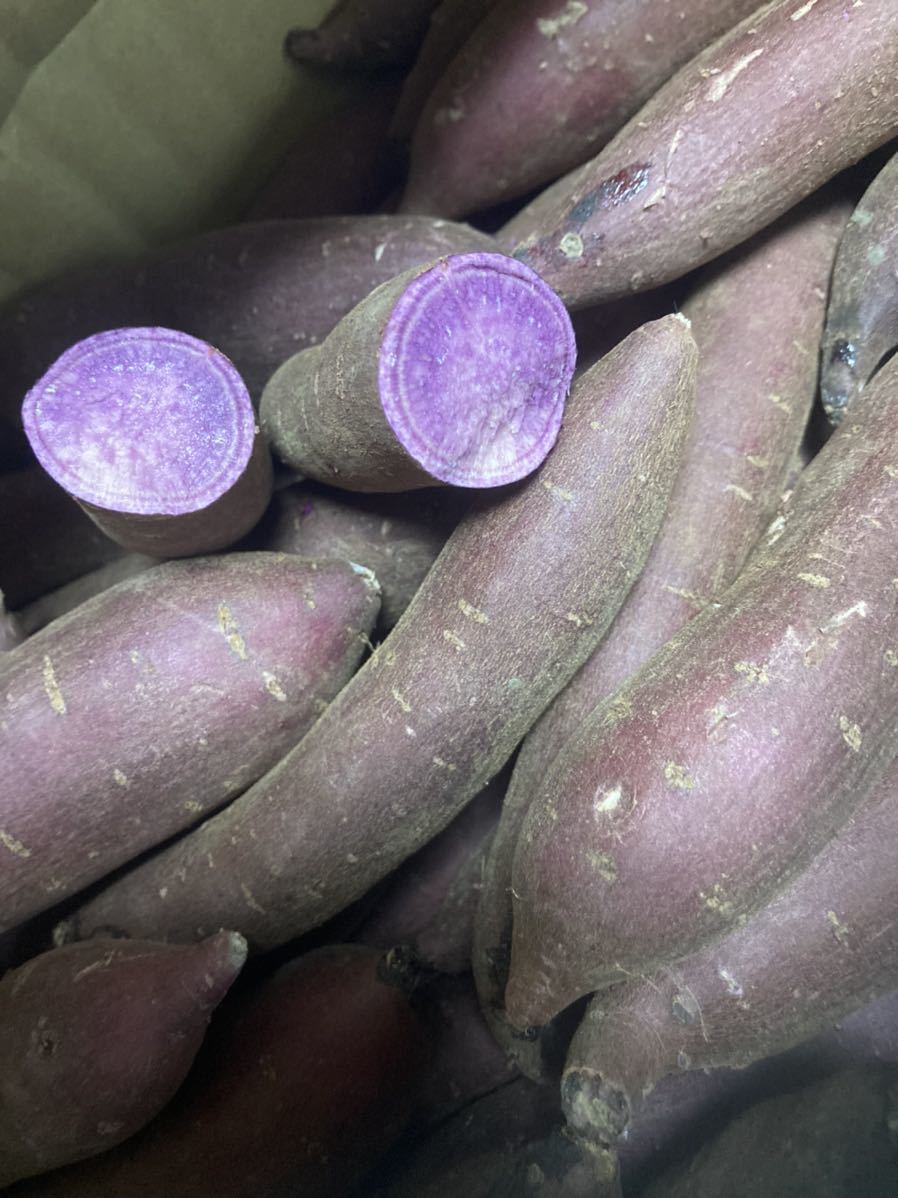 2.超人気　茨城県産　紫芋　福むらさきいも　約1.4kg_画像2