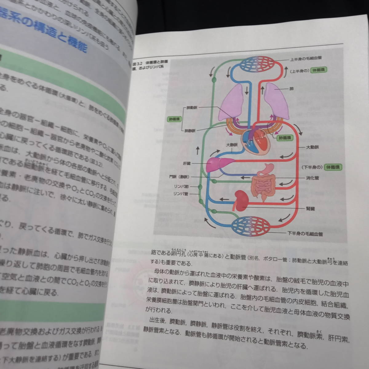 栄養科学シリーズNEXT 栄養解剖生理学　　_画像3