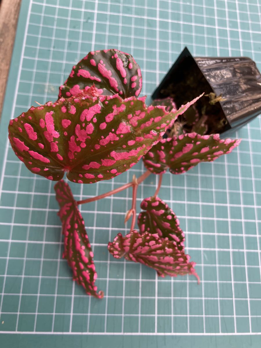 ベゴニア ネグロセンシス　Begonia negrosensis　ピンクドット　原種　熱帯植物　第4種郵便発送_画像1