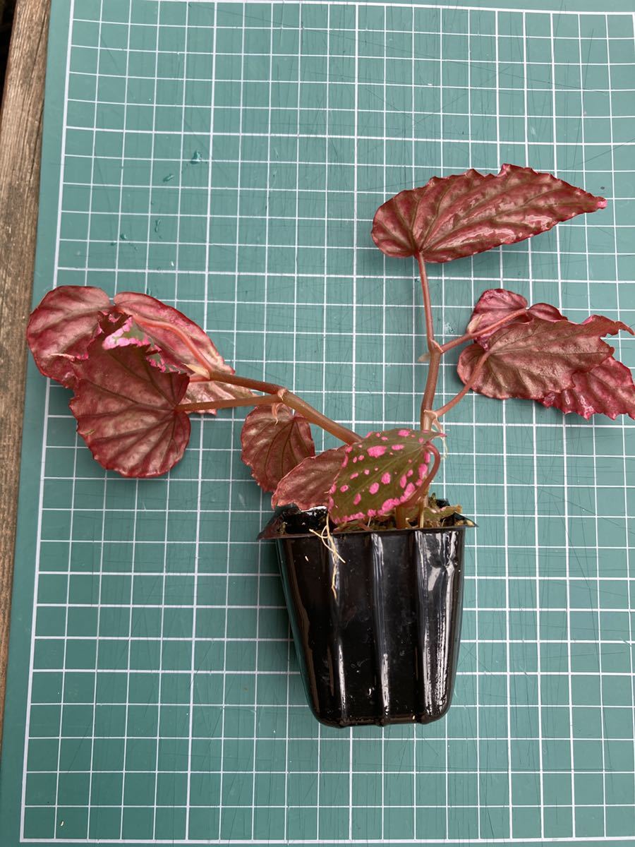 ベゴニア ネグロセンシス　Begonia negrosensis　ピンクドット　原種　熱帯植物　第4種郵便発送_画像2