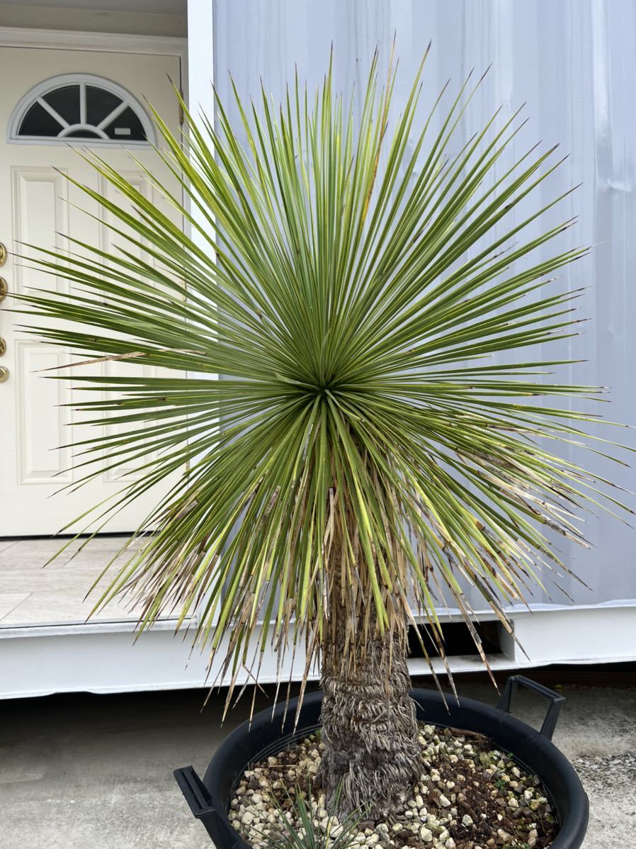 生産完了商品 ユッカ・リネアリフォリア No.1 - 植物/観葉植物