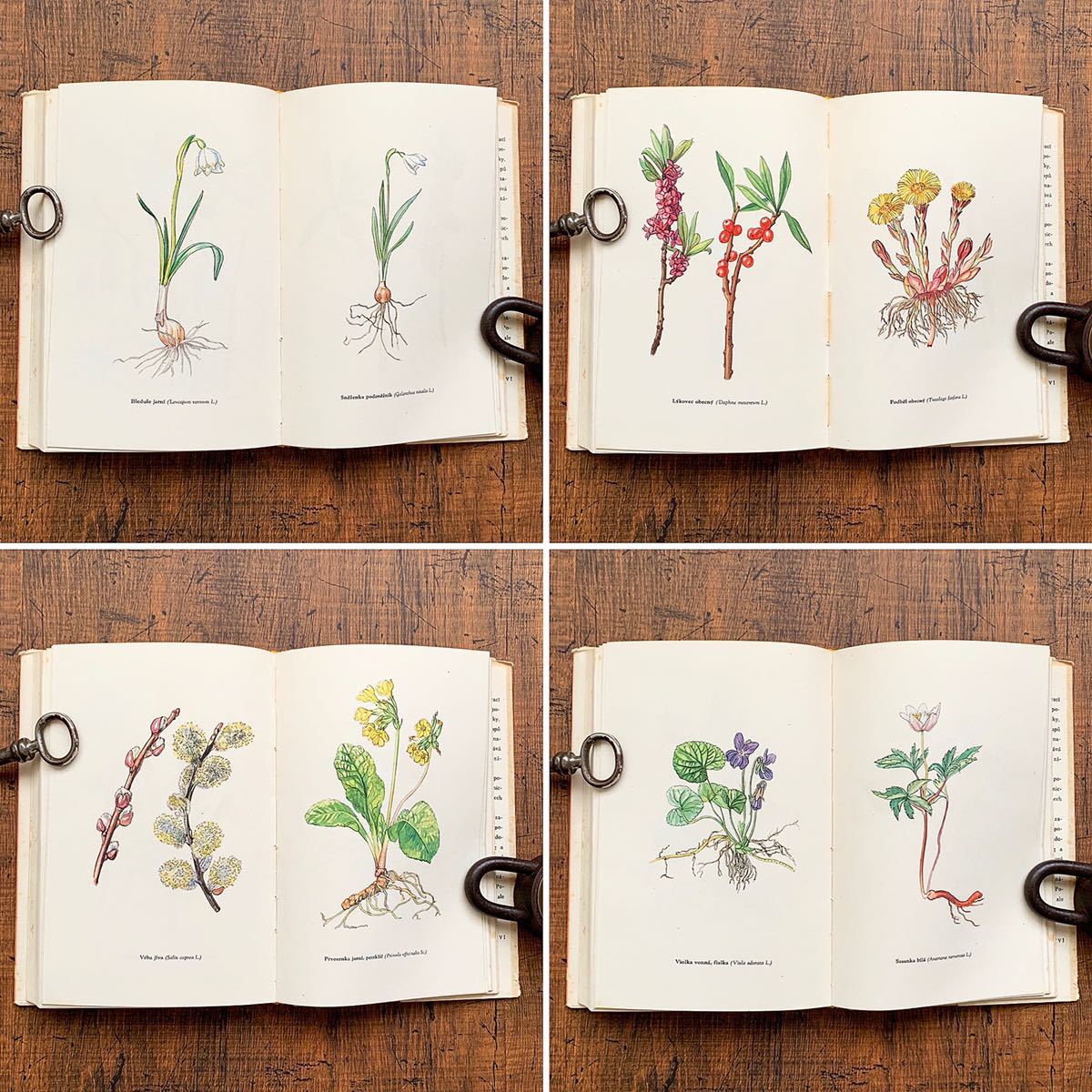 チェコの古い昆虫と植物の図鑑(KREHKA KRASA 1956年)/アンティーク ヴィンテージ 植物画 花の絵 ボタニカルアート 昆虫図鑑 雰囲気◎/_画像4