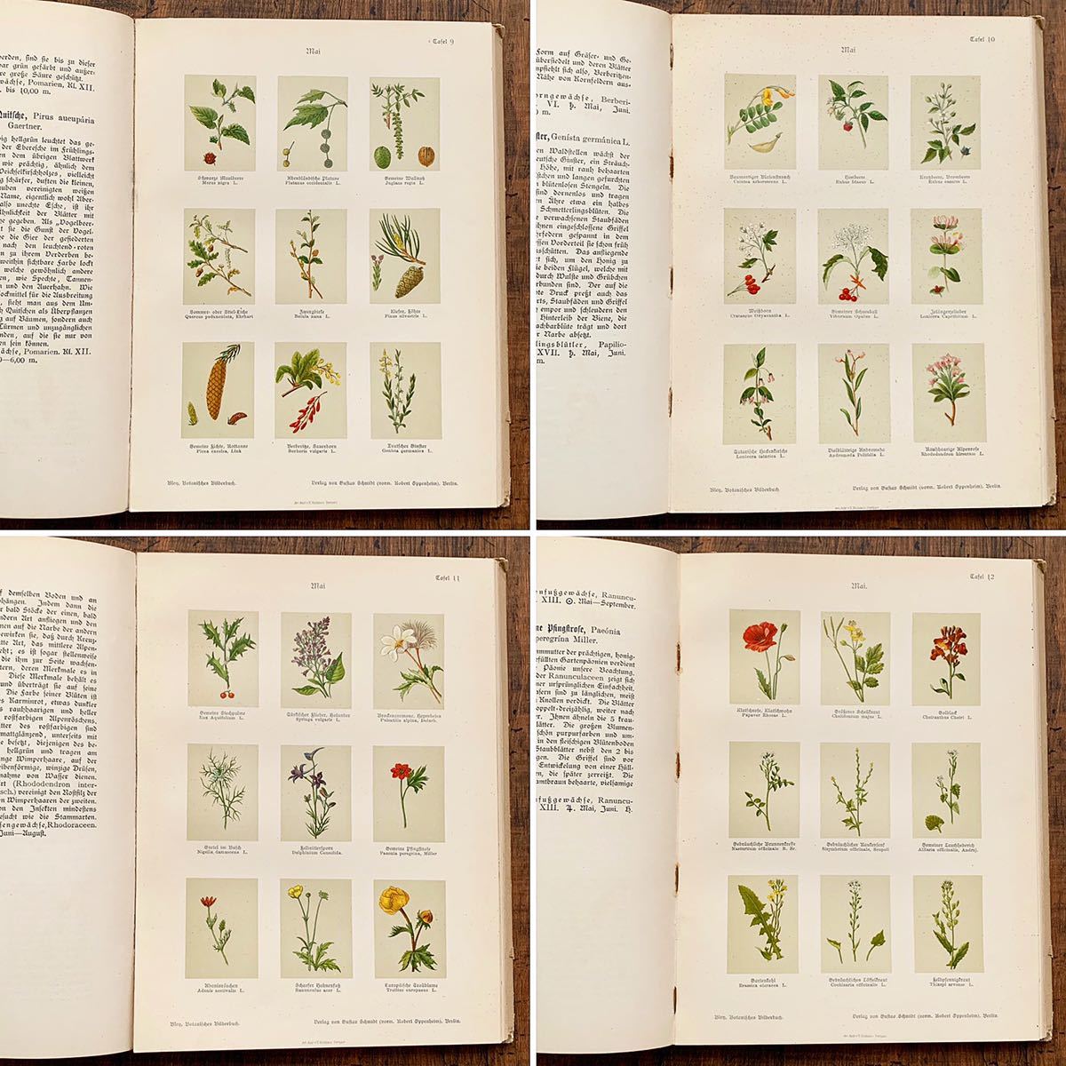 ドイツの古い植物図鑑(Botanisches Bilderbuch 1 1897年)/アンティーク ヴィンテージ ヨーロッパ 植物画 花 ボタニカルアート 雰囲気◎/_画像4