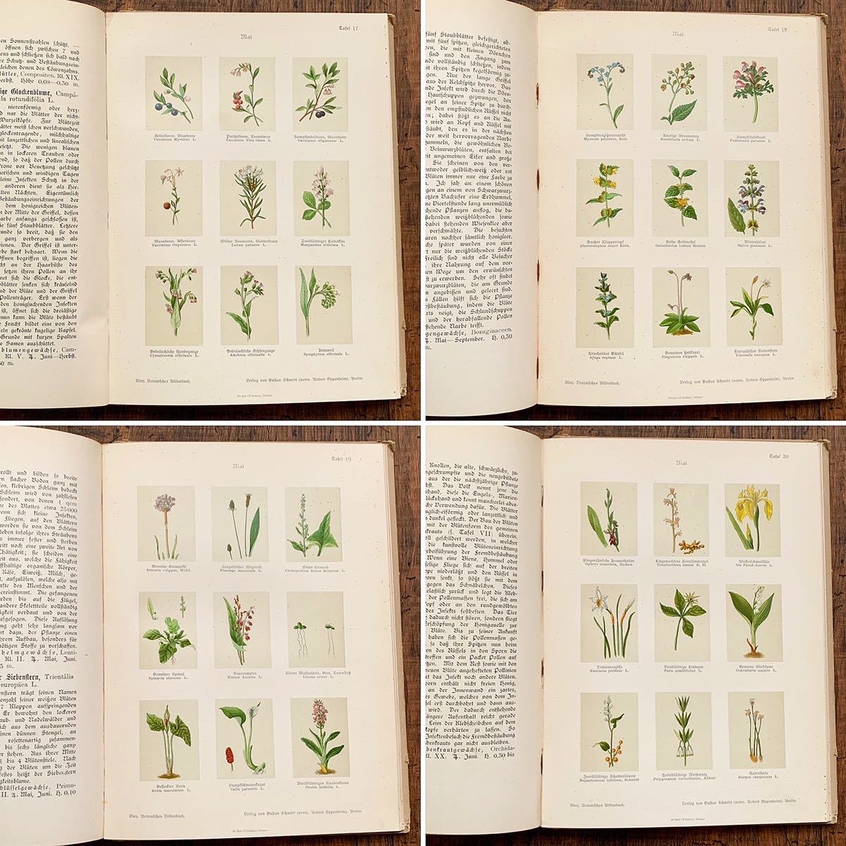 ドイツの古い植物図鑑(Botanisches Bilderbuch 1 1897年)/アンティーク ヴィンテージ ヨーロッパ 植物画 花 ボタニカルアート 雰囲気◎/_画像6