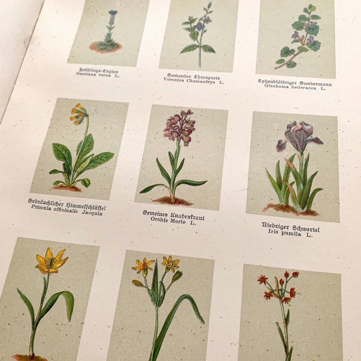 ドイツの古い植物図鑑(Botanisches Bilderbuch 1 1897年)/アンティーク ヴィンテージ ヨーロッパ 植物画 花 ボタニカルアート 雰囲気◎/_画像8