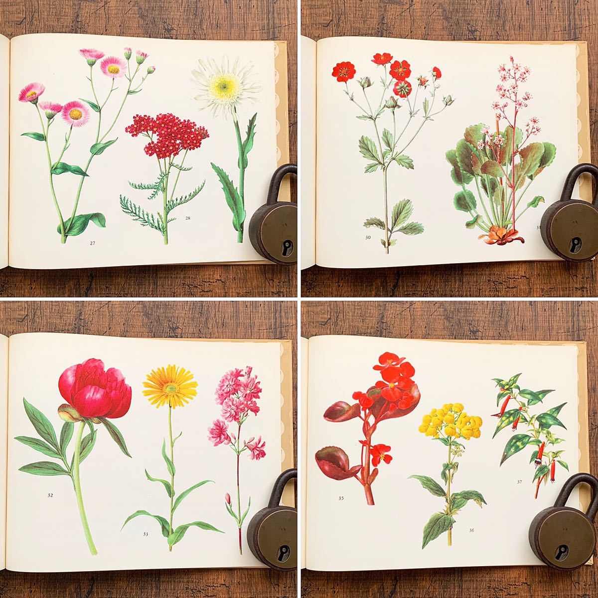 ドイツの古い植物図鑑(GARTENBLUMEN 2)/アンティーク ヴィンテージ 植物画 花の絵 洋書 ボタニカルアート イラスト 雰囲気◎/