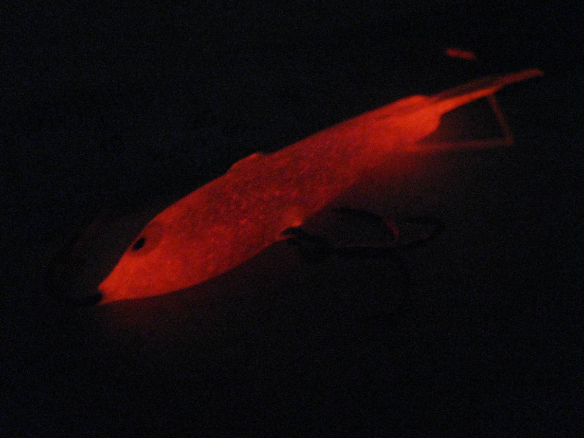 Rapala ラパラ ジギングラップ JGR4（W4）グローオレンジ 川 JiggingRap アイスジグ Icejig Glow 夜光_画像1