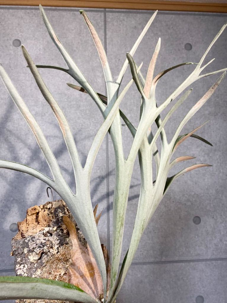 ▽P.veitchii WILD PUP▽ 大株 ベイチーワイルド株分け 【PLANET ▽P.veitchii WILD PUP▽ 大株 ベイチーワイルド株分け 【PLANET