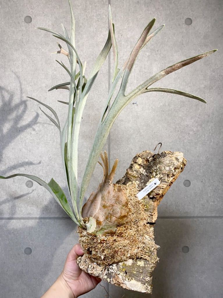 ▽P.veitchii WILD PUP▽ 大株 ベイチーワイルド株分け 【PLANET ▽P.veitchii WILD PUP▽ 大株 ベイチーワイルド株分け 【PLANET