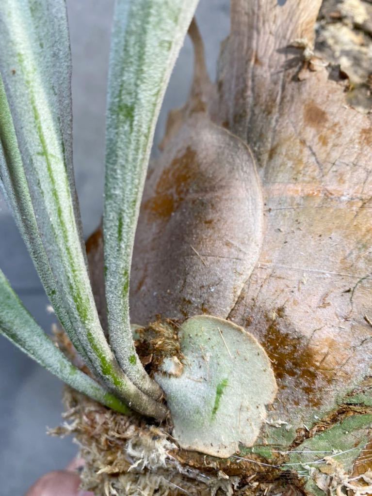 ▽P.veitchii WILD PUP▽ 大株 ベイチーワイルド株分け 【PLANET ▽P.veitchii WILD PUP▽ 大株 ベイチーワイルド株分け 【PLANET