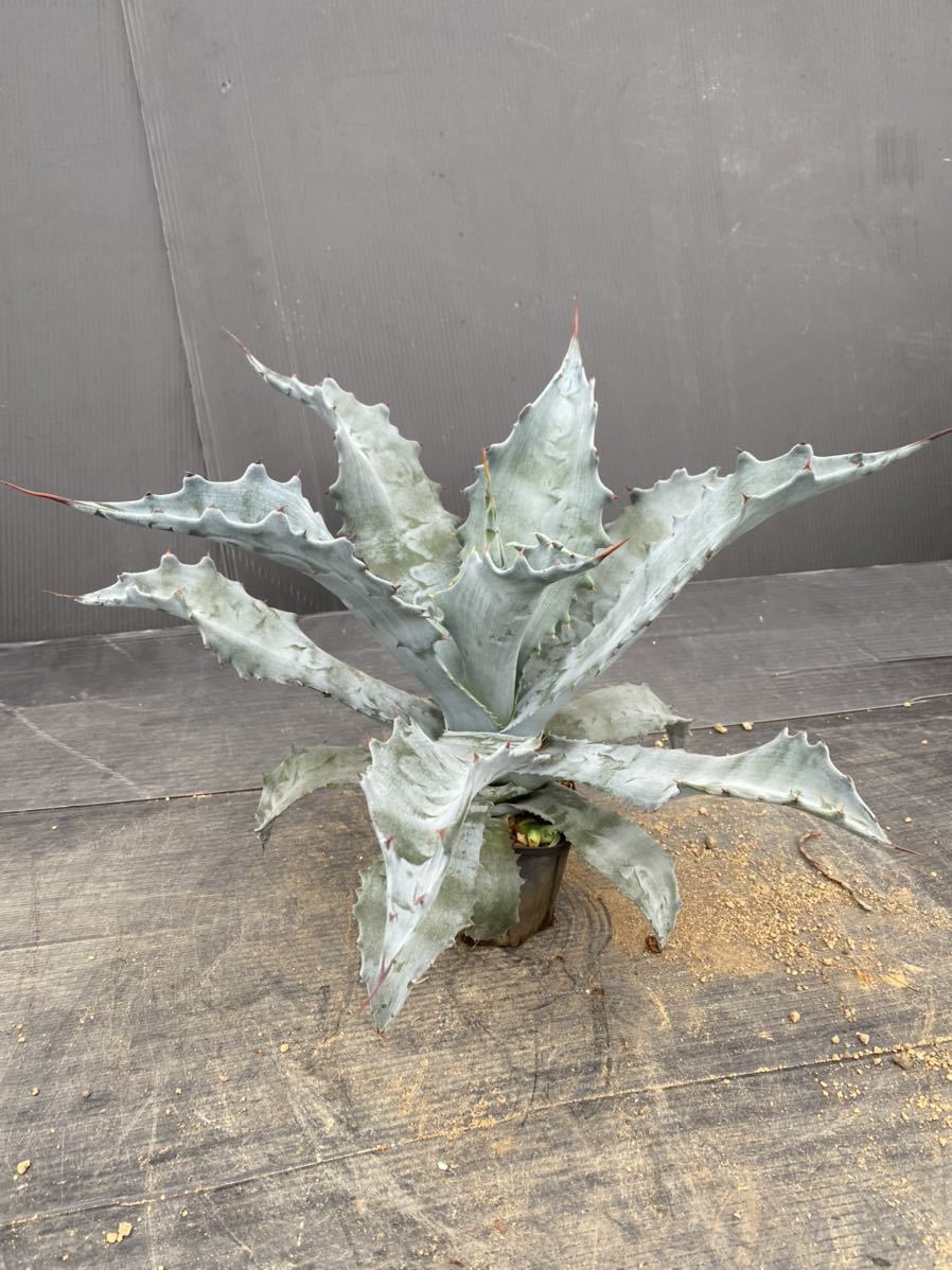 66%以上節約Agave americana var. protoamericana 大株 プロト