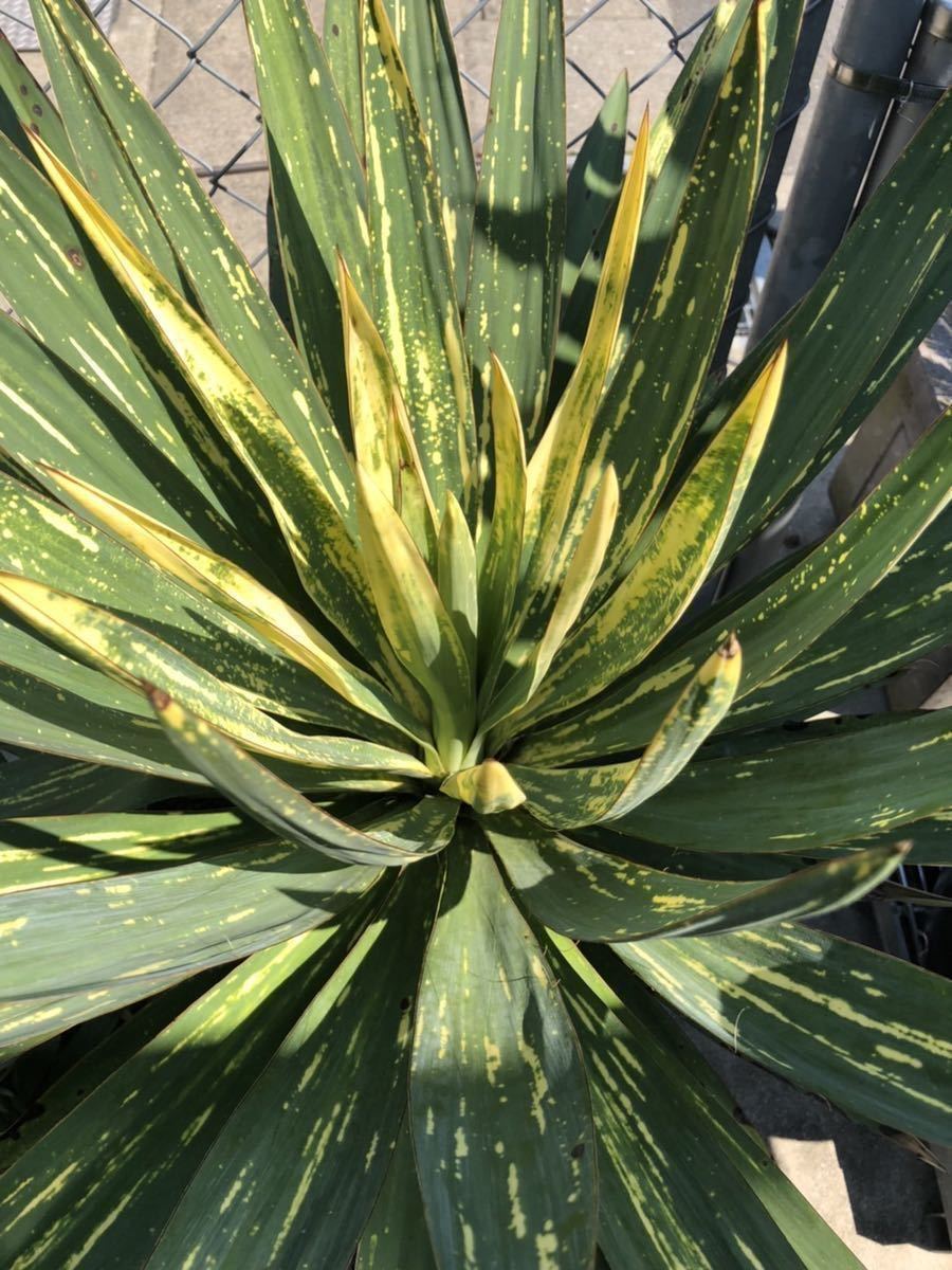 Yucca gloriosa ユッカ グロリオサ 散り斑 根茎 7 | investigacion