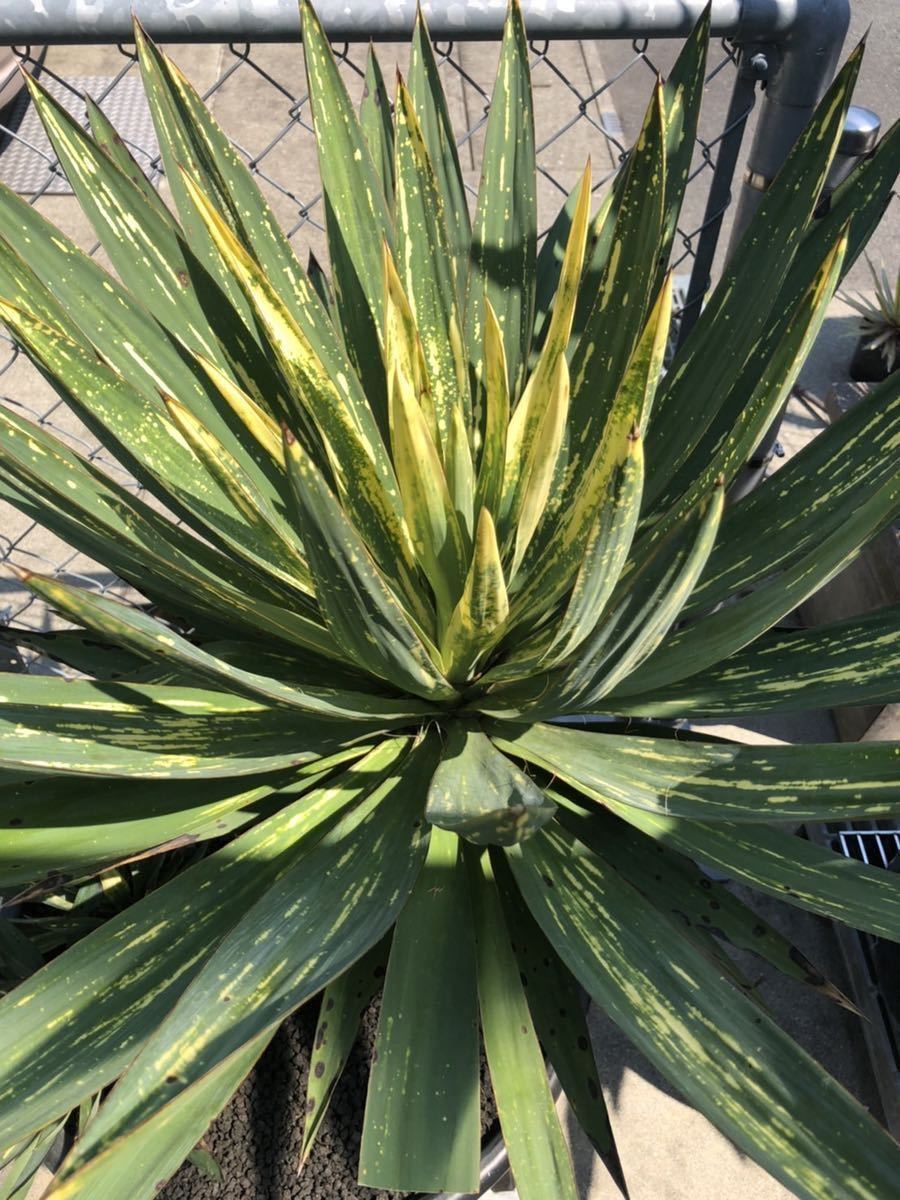 Yucca gloriosa ユッカ グロリオサ 散り斑 根茎 7 | investigacion
