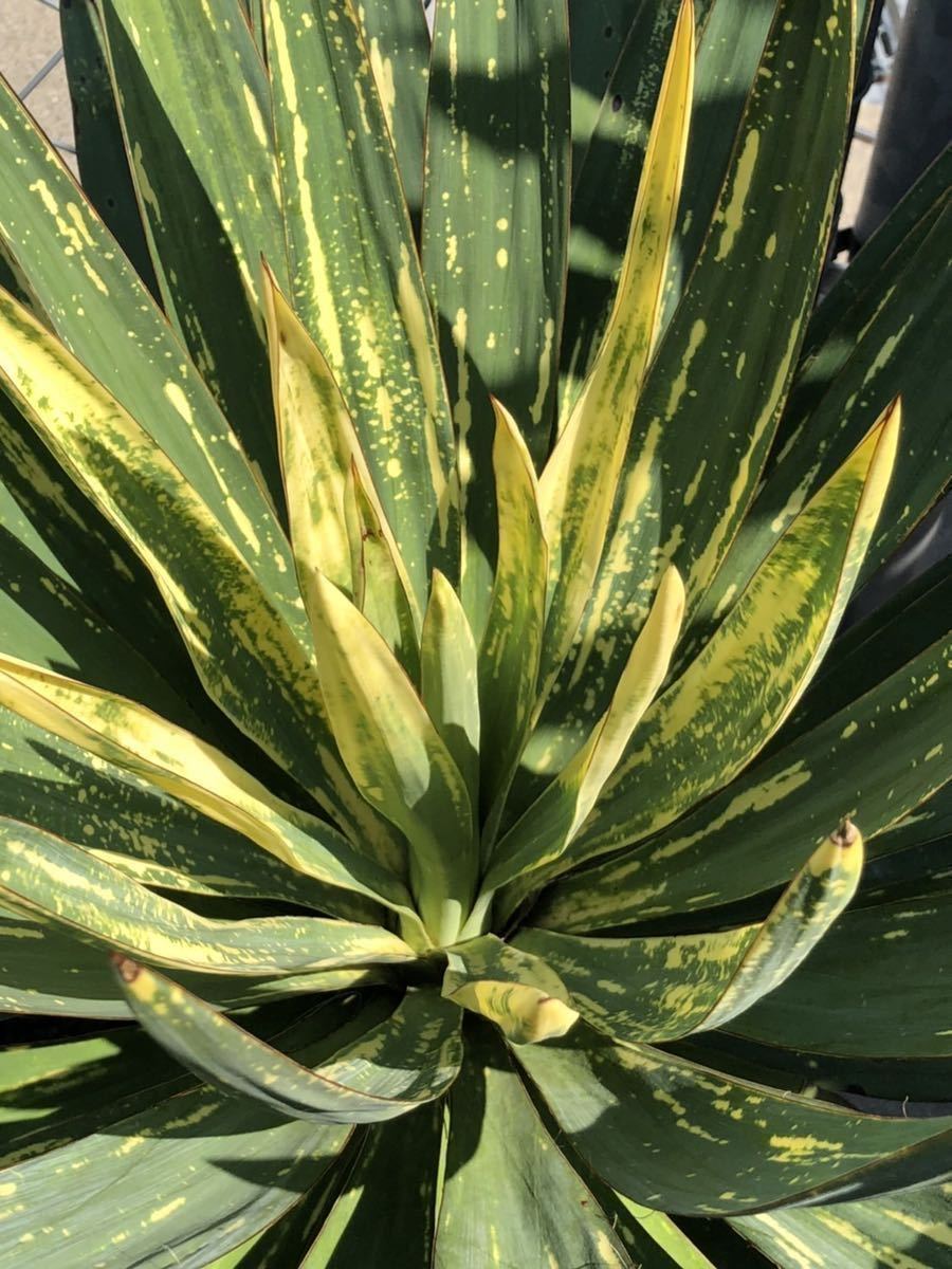 宅急便は割引特典対象! ユッカ 希少品種 グロリオサ 散り斑 ② - 植物