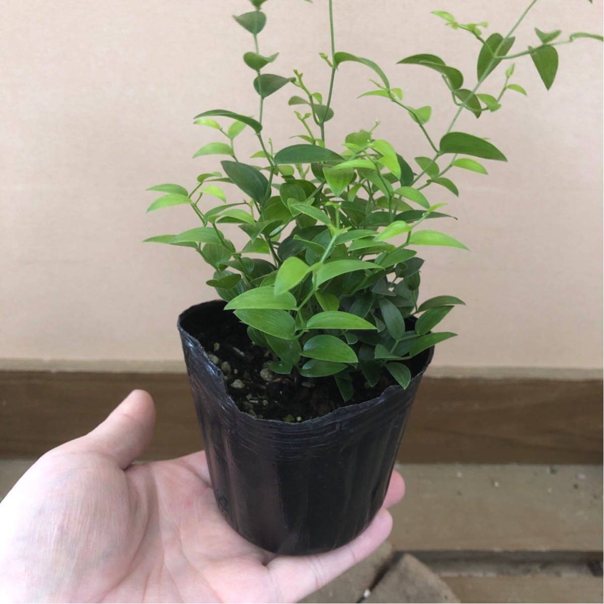 ヤフオク 観葉植物 アスパラガス スマイラックス 2ポットset ヤフオク 観葉植物 アスパラガス スマイラックス 2ポットset