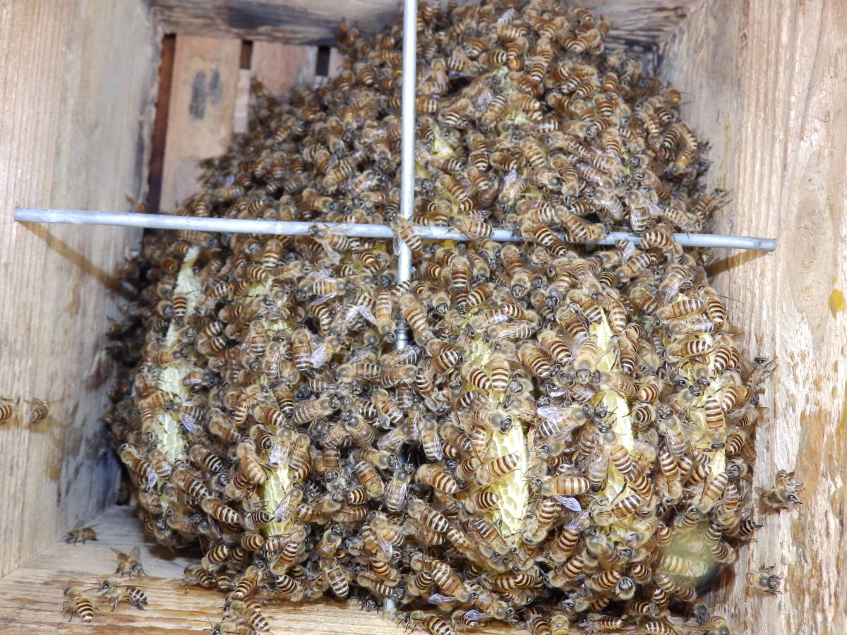 日本蜜蜂 日本ミツバチ 二ホンミツバチ 日本みつばち 日本ミツバチ研究会・都城(宮崎県) 強群です。 1-3