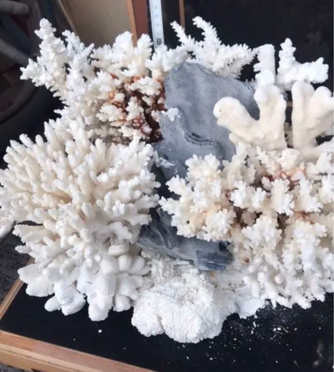 珊瑚礁、飾り珊瑚、飾りサンゴ、珊瑚、ガラスケース付き珊瑚礁