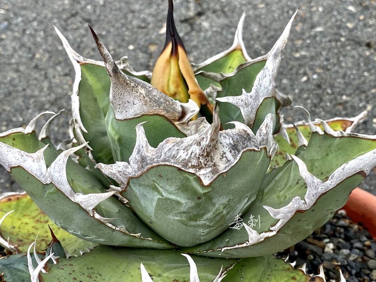 アガベ 多肉植物　チタノタ チョコレートのキス　レア品種超極上狂刺子株_画像1