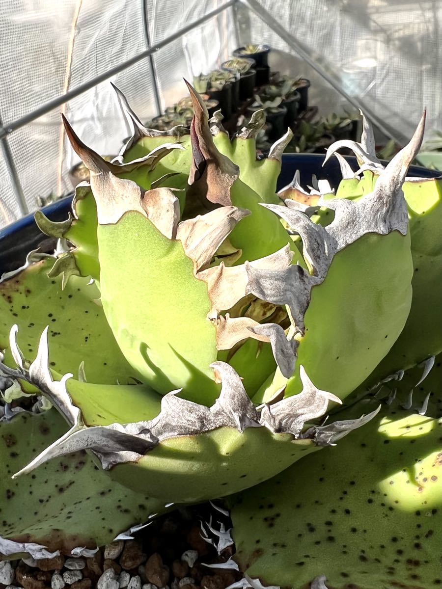 超特価】 まとめ買い特価 多肉植物 チタノタ白鯨白刺し極上株 アガベ