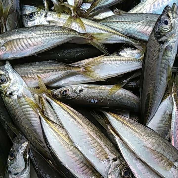 （魚）小アジ250g225円即決_画像1