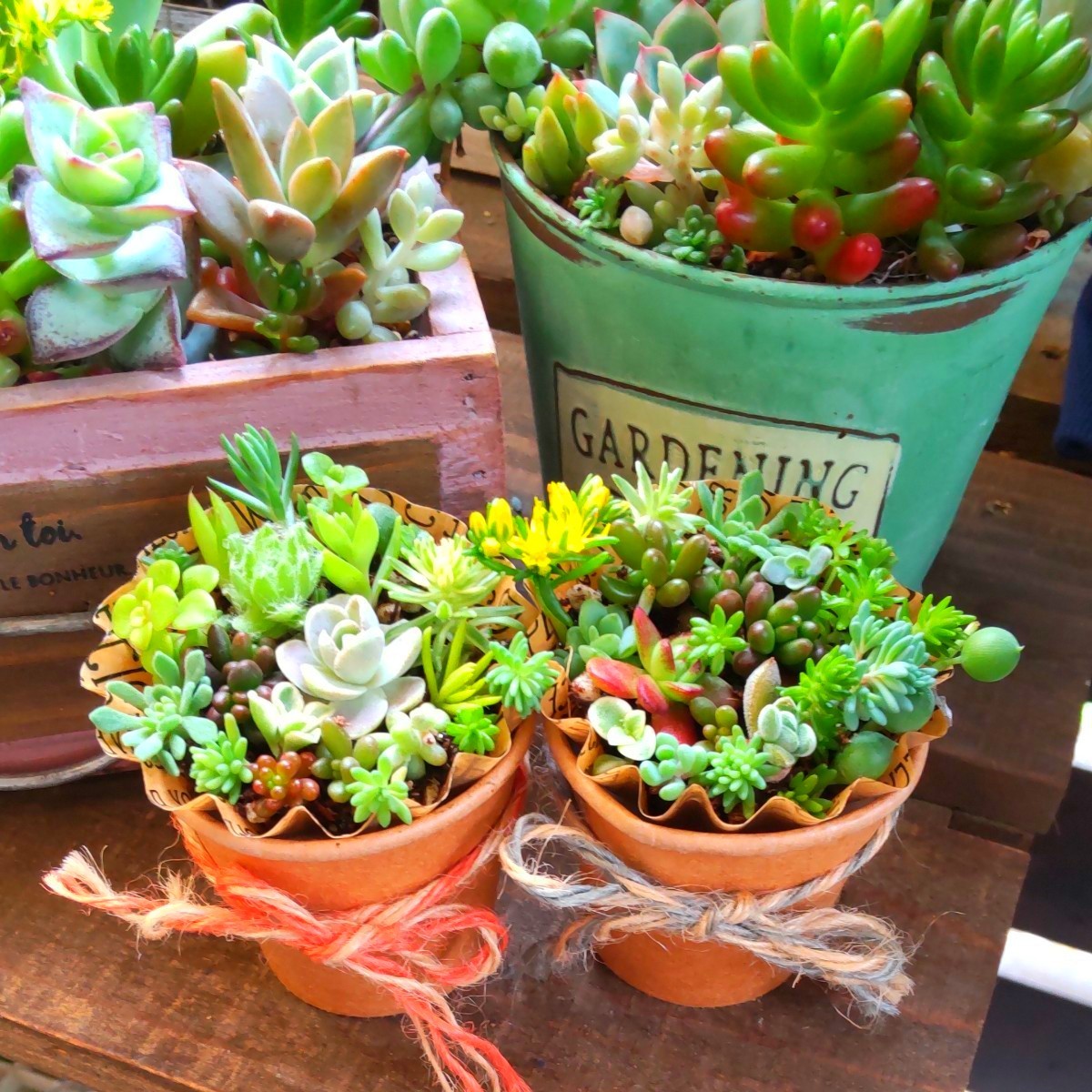 多肉植物 セダムの寄せ植え そのまま飾れる 2セット|Yahoo 多肉植物 セダムの寄せ植え そのまま飾れる 2セット|Yahoo