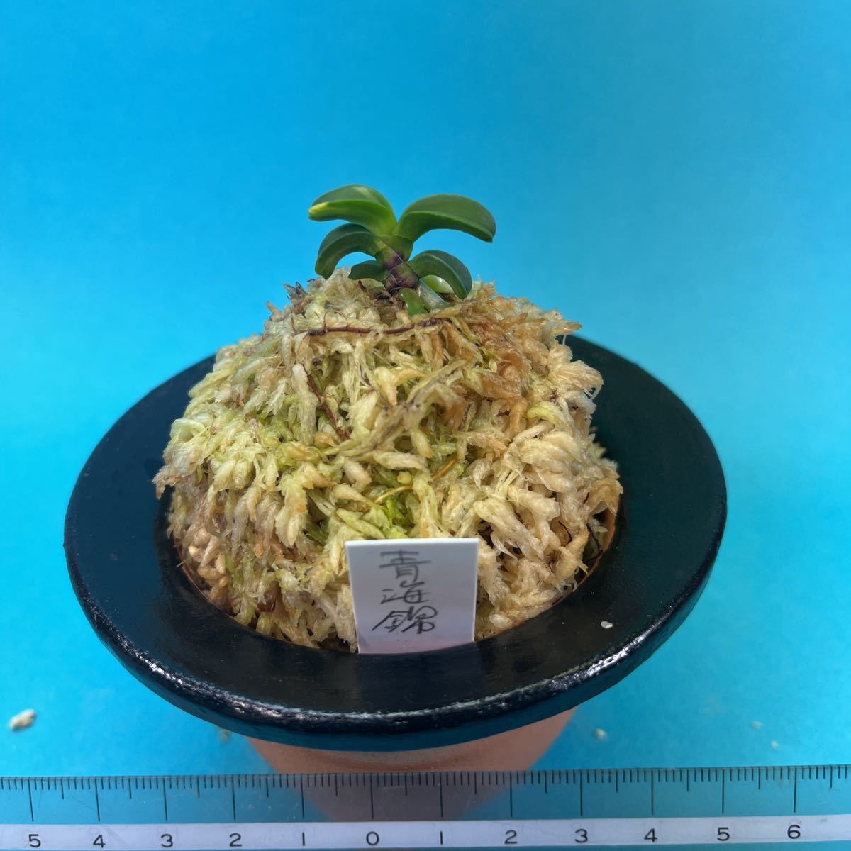 Yahoo!オークション - 富貴蘭 青海錦 Yahoo!オークション - 富貴蘭 青海錦
