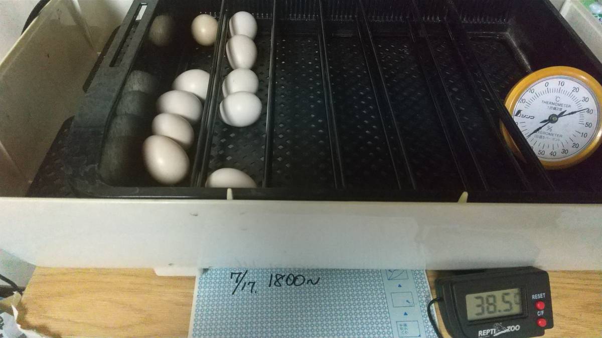 碁石チャボ&逆毛チャボ 卵6個（割れ補償1個含む) 有精卵 チャボ ちゃぼ 有精卵 孵化用・食用 産みたて 送料無料 格安 お買い得⑳_孵化中です。