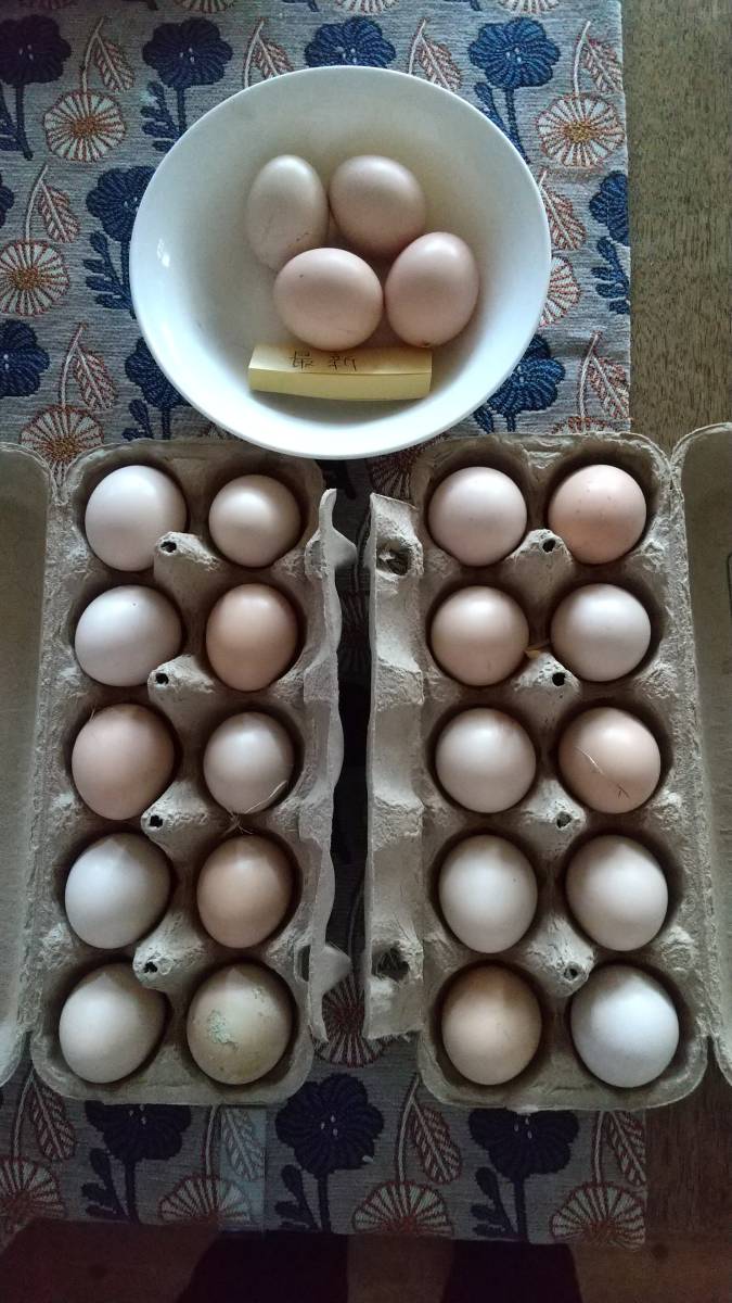 白烏骨鶏 卵10個（割れ保障２個含む) 有精卵 うこっけい 有精卵 孵化用・食用 産みたて 高栄養 格安 お買い得 売り切り 今だけ早い者勝ち _沢山産んでます。