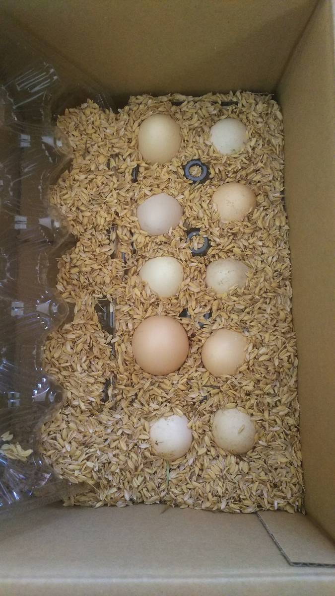 白烏骨鶏 卵10個（割れ保障２個含む) 有精卵 うこっけい 有精卵 孵化用・食用 産みたて 高栄養 格安 お買い得 売り切り 今だけ早い者勝ち _このような梱包で送ります。