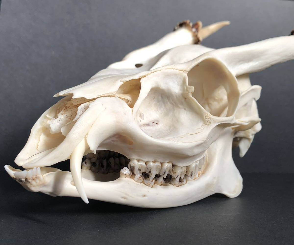 キョン 頭骨 骨格標本 剥製 - 科学、自然