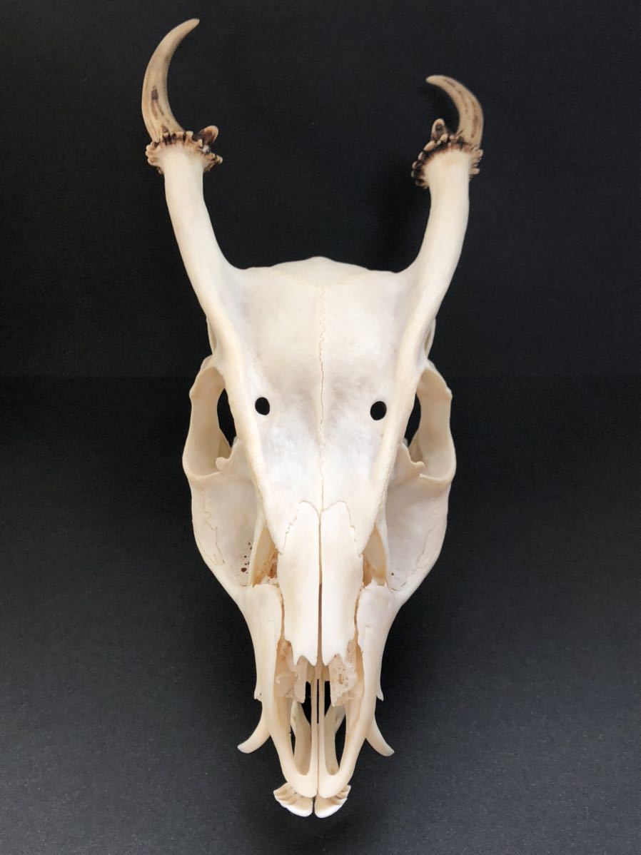 キョン 頭骨 骨格標本 剥製 - 科学、自然