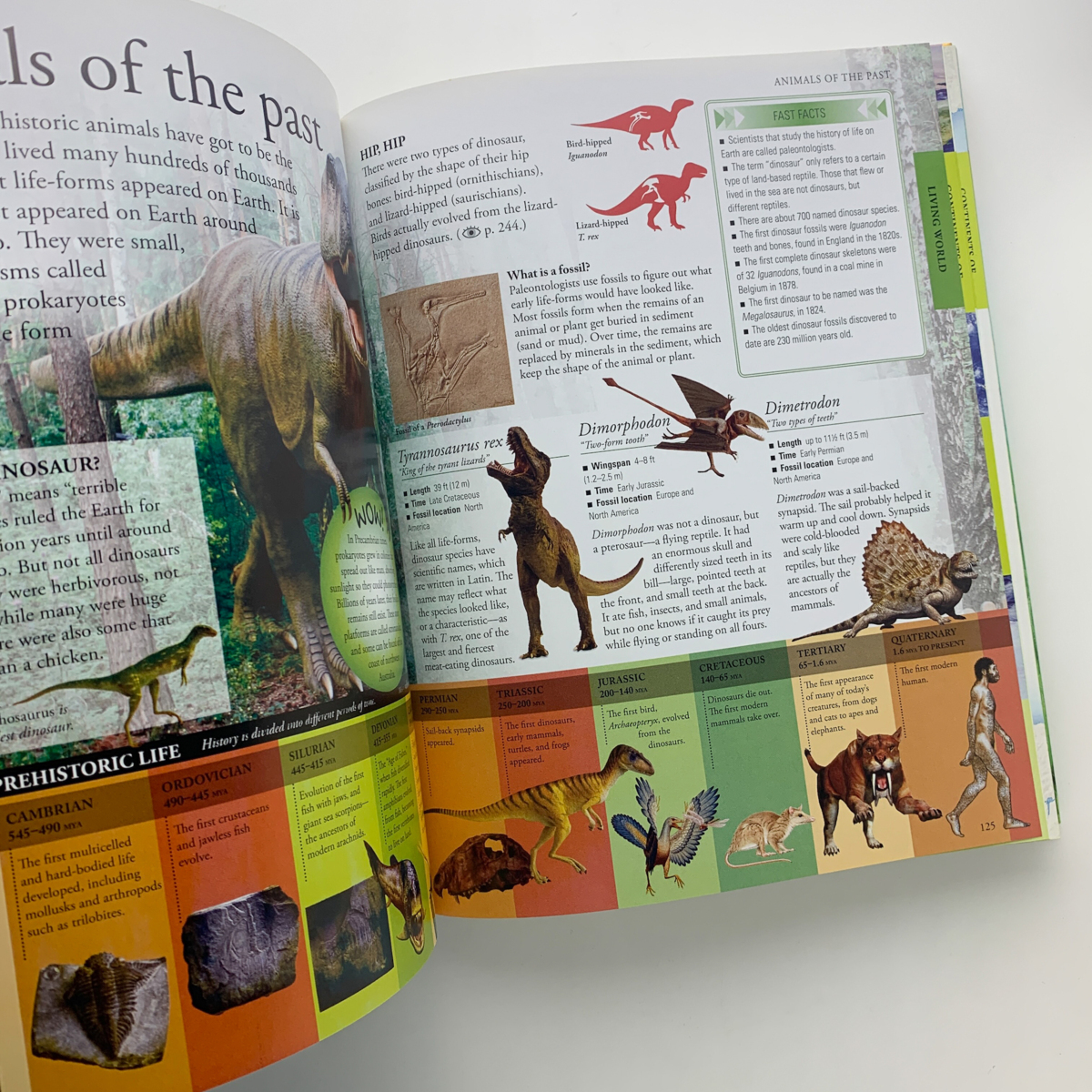 The New Children's Encyclopedia　2009年　DK Publishing　＜ゆうパック＞_画像2